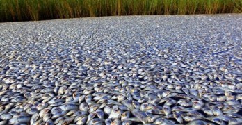 Indian River Lagoon fish kill, Massive Fish Kill