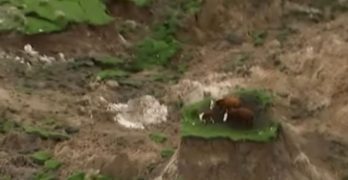 Stranded cows earthquake