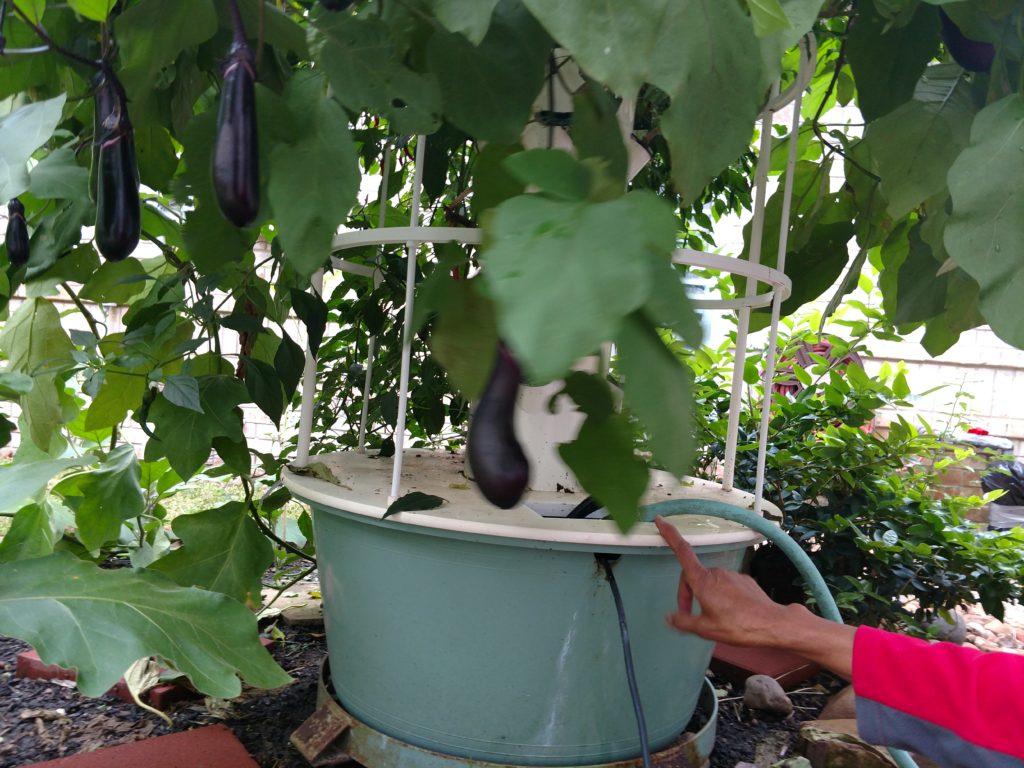 Hydroponic Eggplants