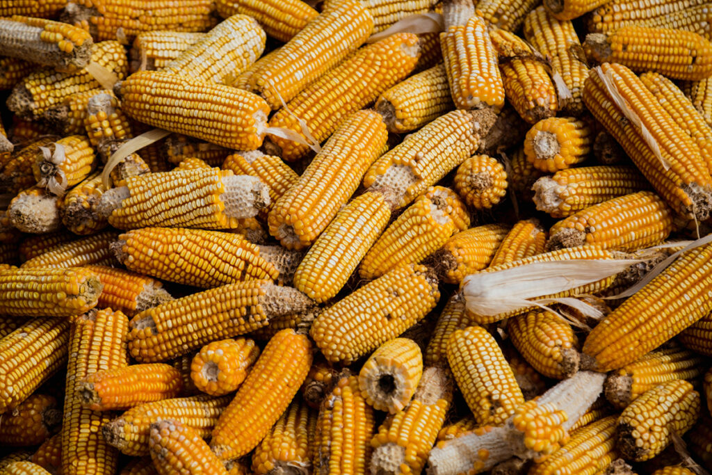 How did corn become the dominant crop? Any environmental consequences?