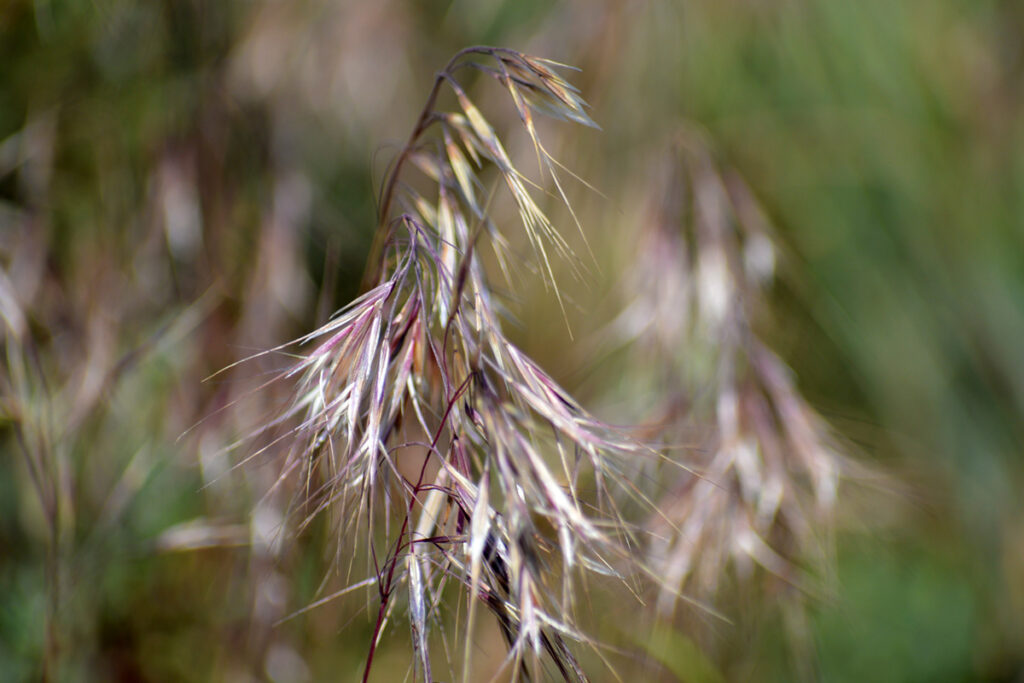 When did Cheatgrass become a problem in the west?