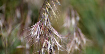 When did Cheatgrass become a problem in the west?