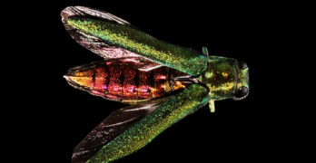 Is the invasive insect called the Emerald Ash Borer wreaking havoc in all US?