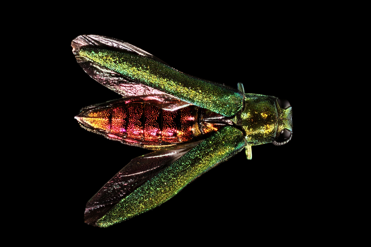 Ashbor Insect Is the invasive insect called the Emerald Ash Borer wreaking havoc in ...