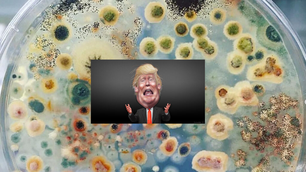2020: A petri dish of dumb