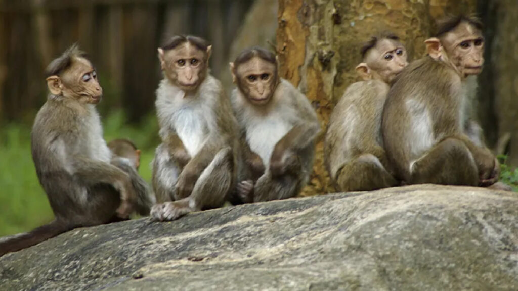 Unlearn what they taught these five monkeys & the working middle class & poor will thrive.