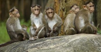 Unlearn what they taught these five monkeys & the working middle class & poor will thrive.