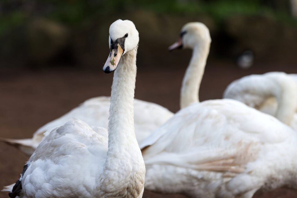 close up of swans