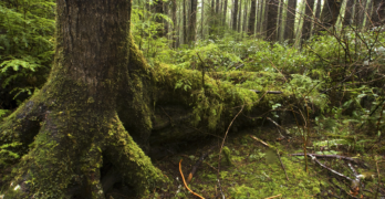 How much “old-growth” forest is left in the U.S. today and what are we doing to protect it?