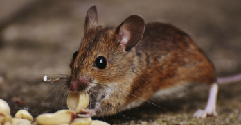 What are some all-natural ways to control insects and rodents?